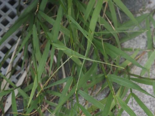 兩耳草 兩耳草