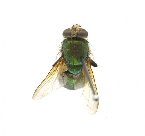 Isomyia electa dorsal Isomyia electa dorsal