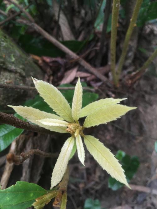 狹葉櫟