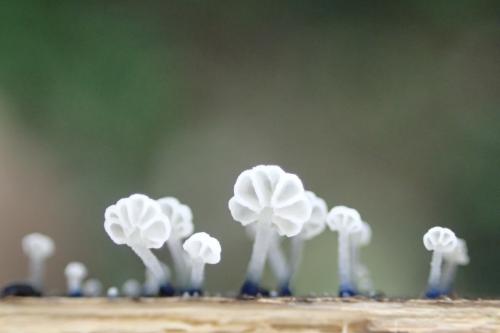 Mycena lazulina(暗藍小菇)