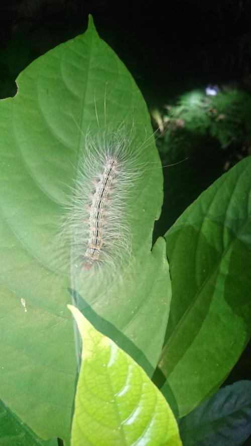 閃光苔蛾