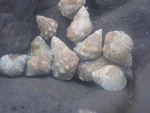 顆粒玉黍螺