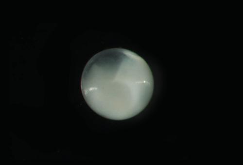 ASIZP0078487