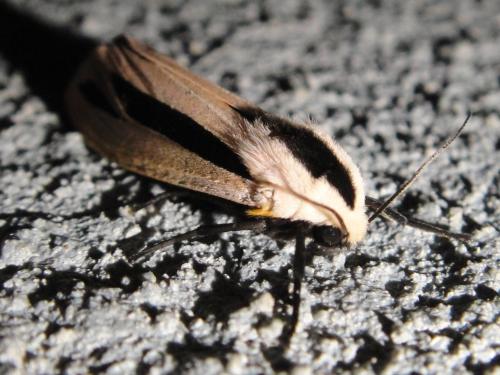 黑條灰燈蛾 黑條灰燈蛾