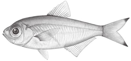Parapriacanthus ransonneti@Jheng1501