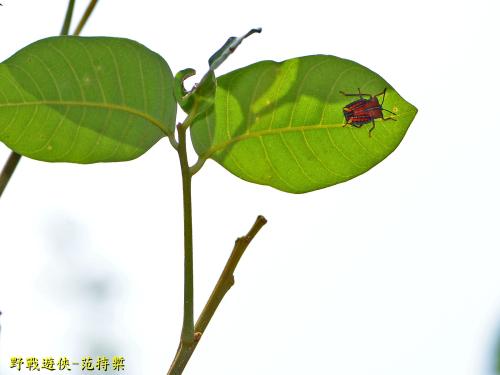 荔蝽 荔蝽