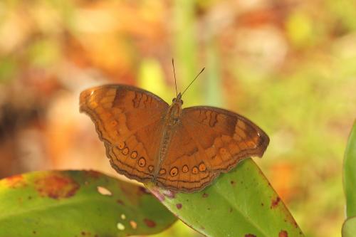 Junonia hedonia (馬來西亞)