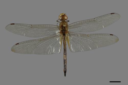 Pantala flavescens[薄翅蜻蜓][00089193]