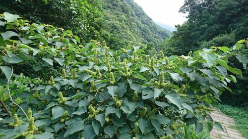 野桐 野桐