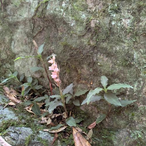 高嶺斑葉蘭 高嶺斑葉蘭