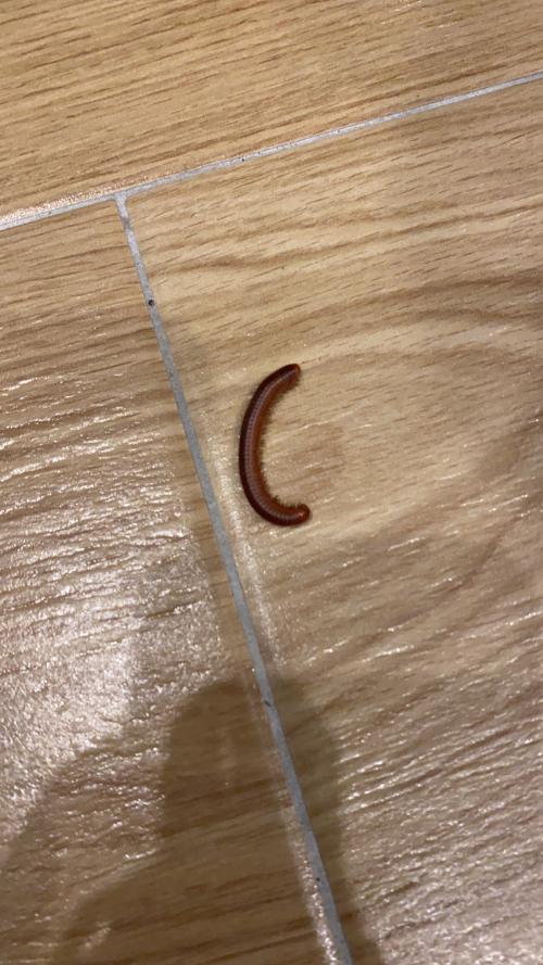 磚紅厚甲馬陸