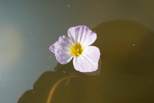 水車前花