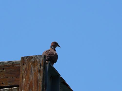 珠頸斑鳩 珠頸斑鳩