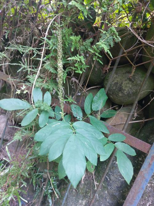 貓尾草