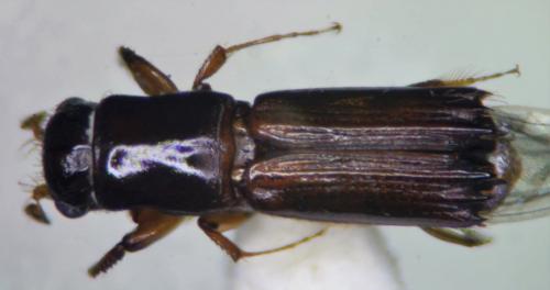 Diapus quinquespinatus Chapuis, 1865