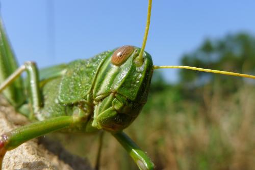 大棉蝗 大棉蝗
