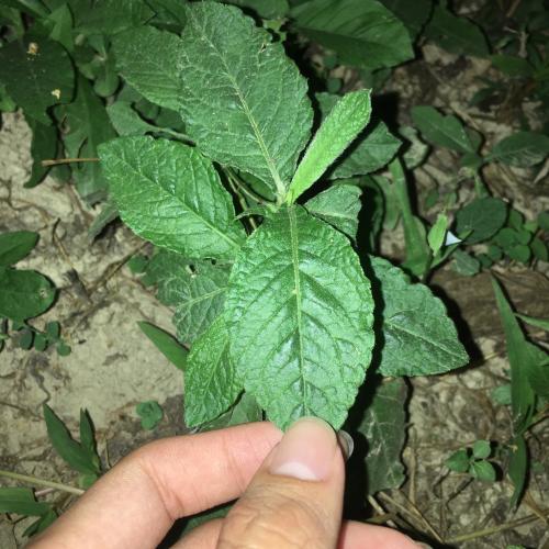 地膽草