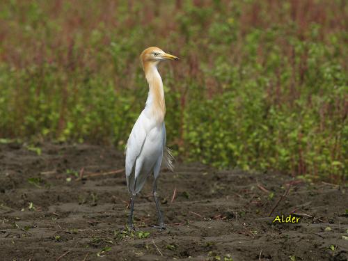 20090725_380124_Cattle_Egret_3718.jpg 20090725_380124_Cattle_Egret_3718.jpg