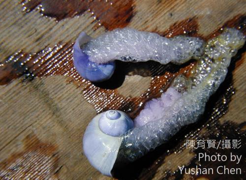 紫螺 紫螺