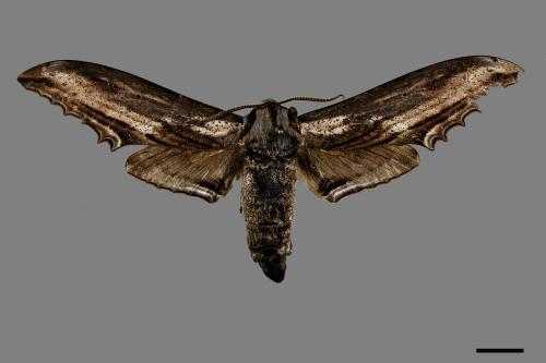 Langia zenzeroides formosana[臺灣鋸翅天蛾][00091422]