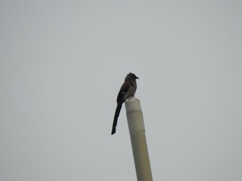 樹鵲 樹鵲
