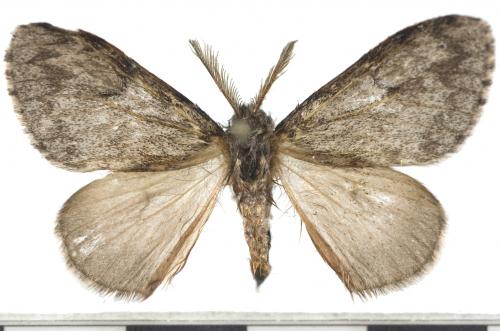 L紋灰毒蛾/Lymantria umbrifera Wileman, 1910 L紋灰毒蛾/Lymantria umbrifera Wileman, 1910