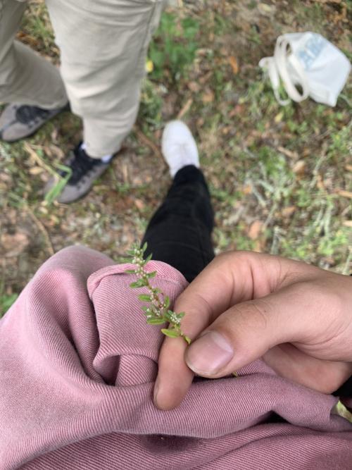 腋花蓼