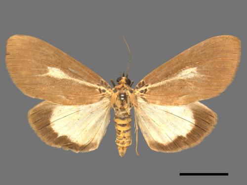 Asota heliconia zebrina[圓端擬燈蛾][00020578]