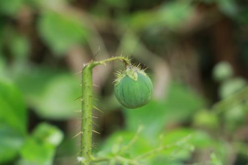 癲茄 癲茄