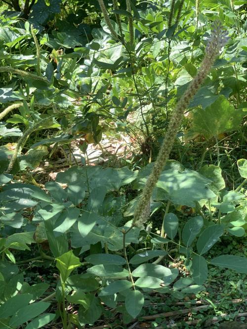 貓尾草
