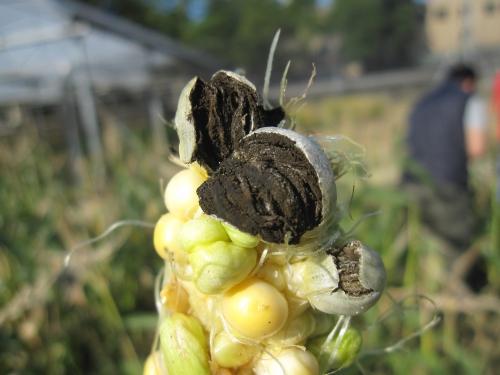 Ustilago maydis(玉蜀黍黑穗菌)