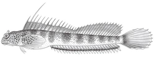 Andamia tetradactylus@Jheng1940 Andamia tetradactylus@Jheng1940
