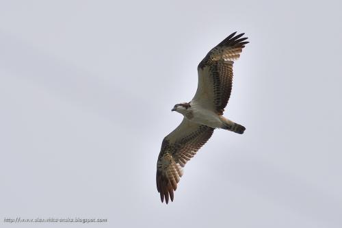 魚鷹 osprey@花蓮 魚鷹 osprey@花蓮