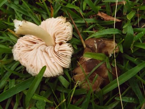 Entoloma clypeatum(晶蓋粉褶菌)