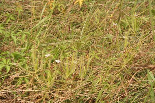 長葉茅膏菜-Droseraceae茅膏菜科-茅膏菜屬-Drosera indica-20081123新竹蓮花寺溼地-雙子葉-IMG_2946 長葉茅膏菜-Droseraceae茅膏菜科-茅膏菜屬-Drosera indica-20081123新竹蓮花寺溼地-雙子葉-IMG_2946