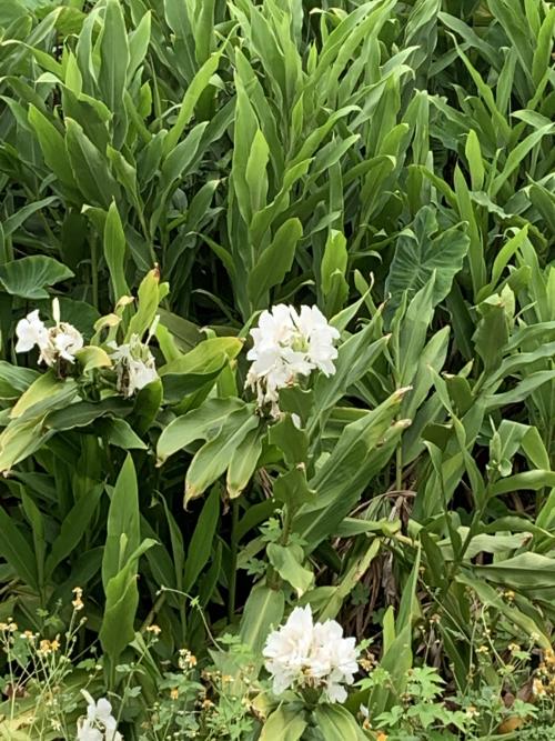 野薑花 野薑花