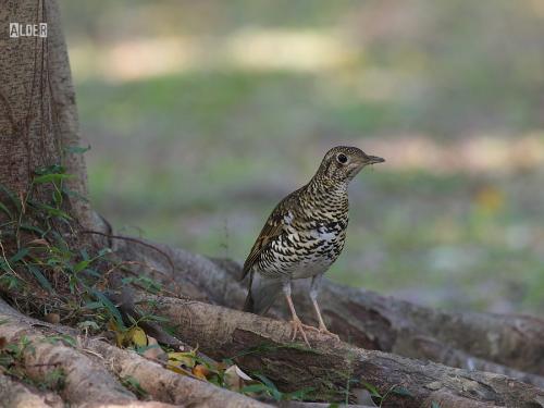 20091211_404674_Scaly_Thrush_2921.jpg