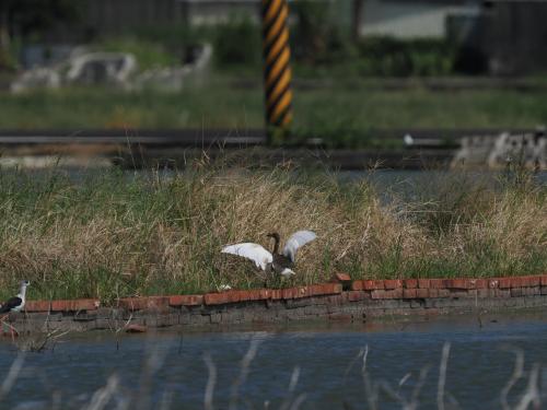 池鷺