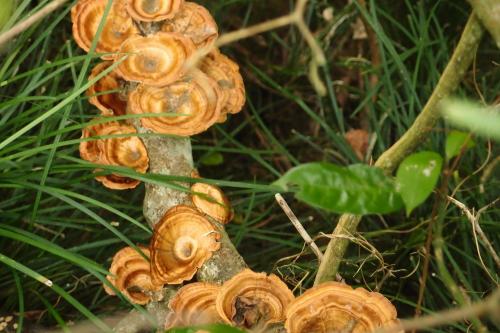 Microporus xanthopus(黃柄小孔菌)