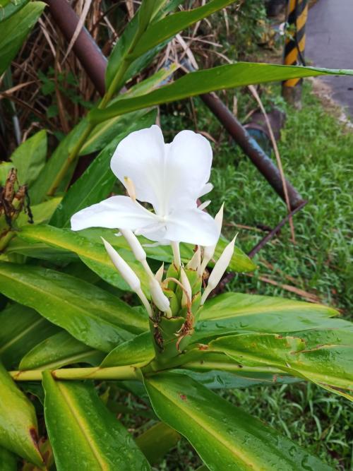 野薑花 野薑花