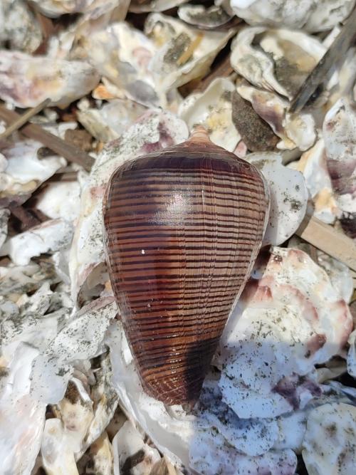 Fig Cone Fig Cone
