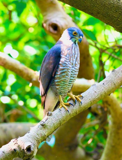 鳳頭蒼鷹 鳳頭蒼鷹
