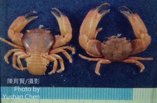 雙齒梯形蟹