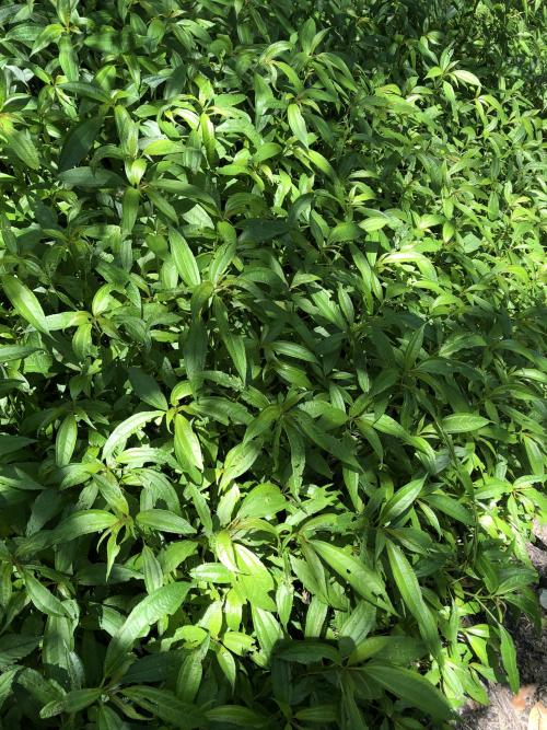 圓果冷水麻 圓果冷水麻