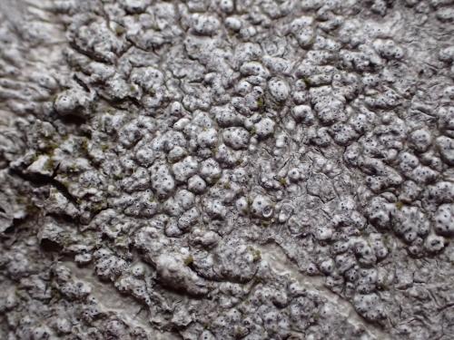 Pertusaria pertusa(孔雞皮衣)