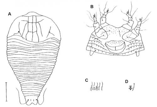 Cosella tripinnatiae Huang, 2001 Cosella tripinnatiae Huang, 2001