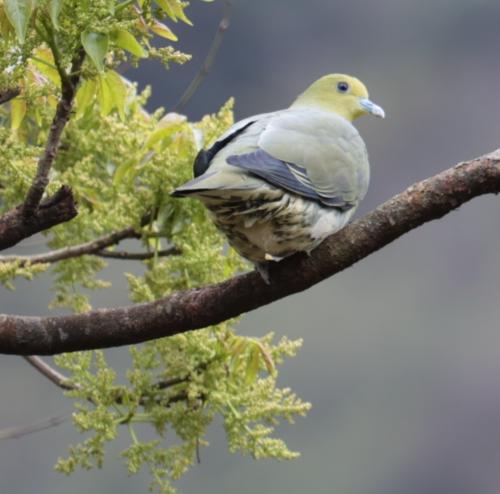 綠鳩