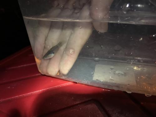 食蚊魚 (大肚魚)
