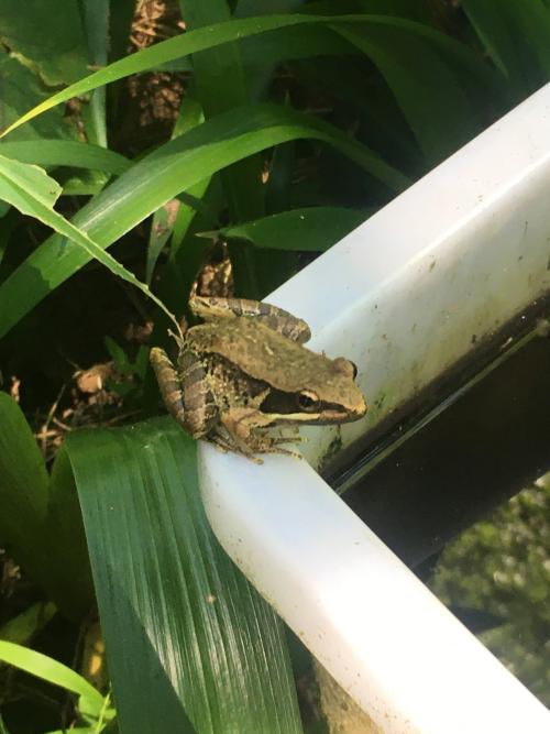 腹斑蛙 腹斑蛙