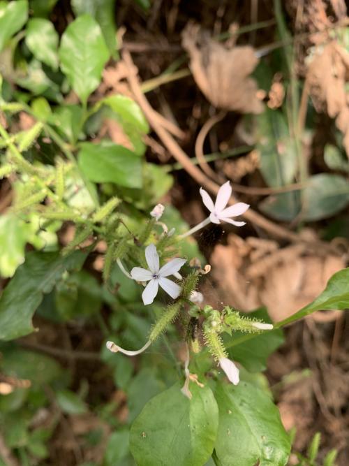 白花丹